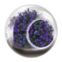 Tiny Terrarium – Lovely Lobelia